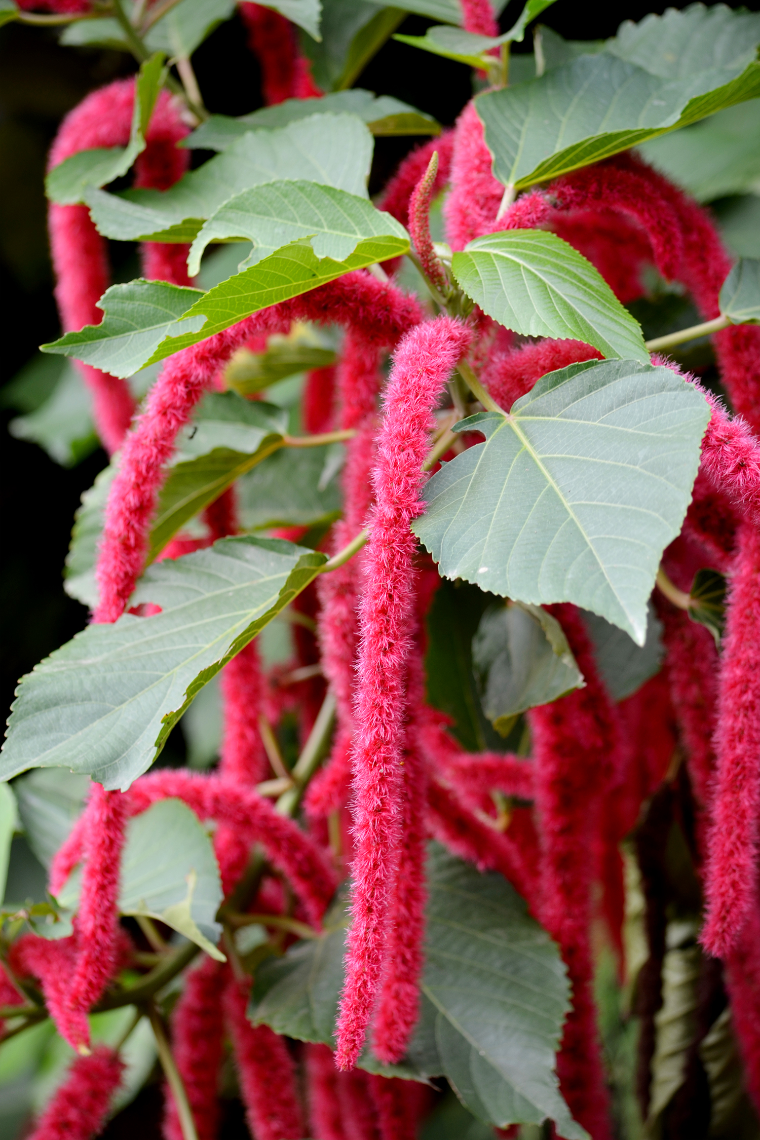 Chenille Plant