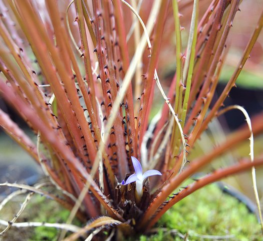 Acanthostachys pitcairnioides