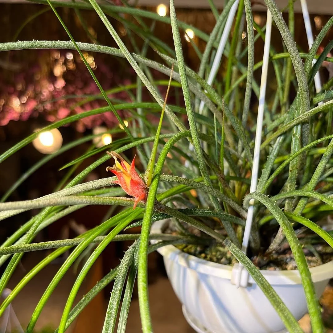 Pinecone Bromeliad
