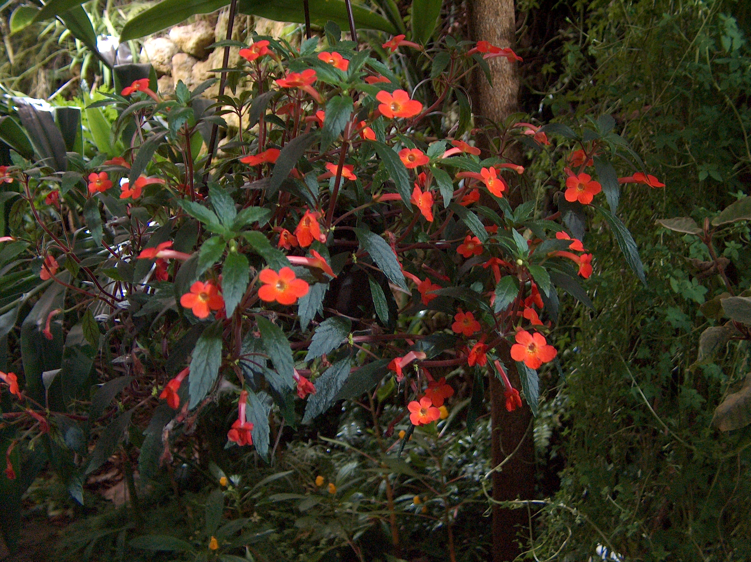 Cupid's Bower