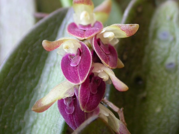 Acianthera recurva