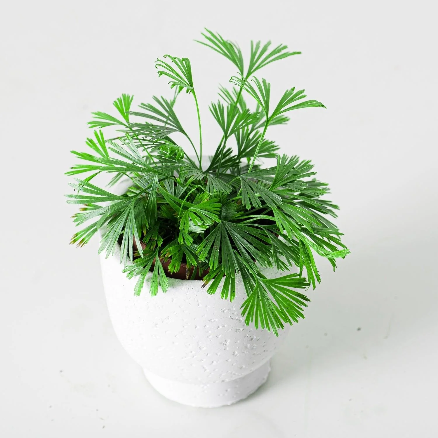 Eyelash Fern