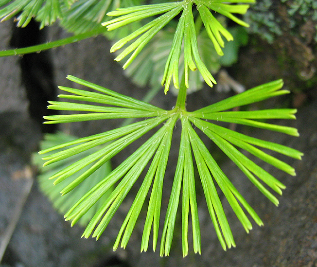 Fan Fern