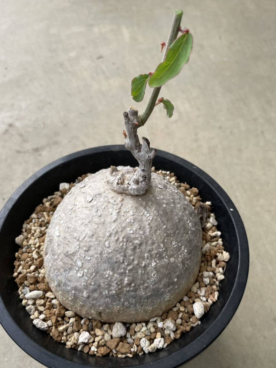 Adenia lanceolata