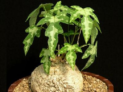 Adenia lindiensis