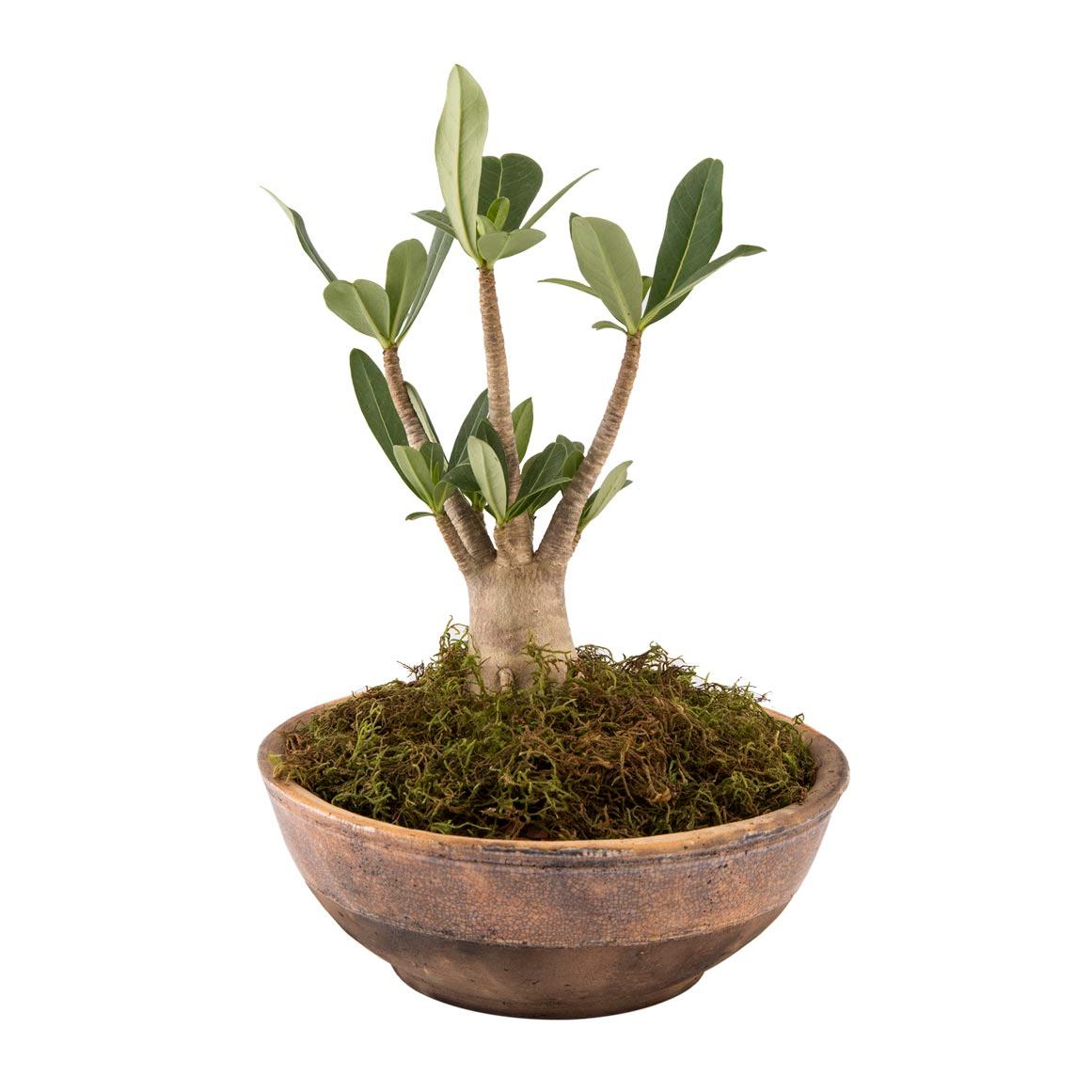Adenium variegated (grafted)