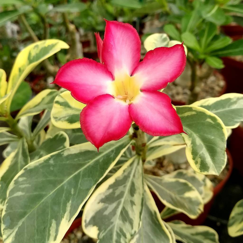 Desert Rose