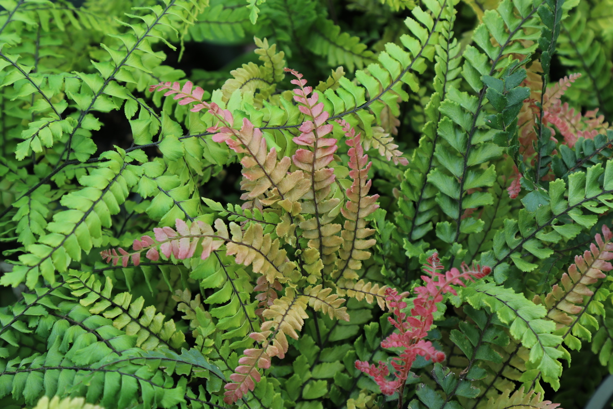 Rosy Maidenhair Fern