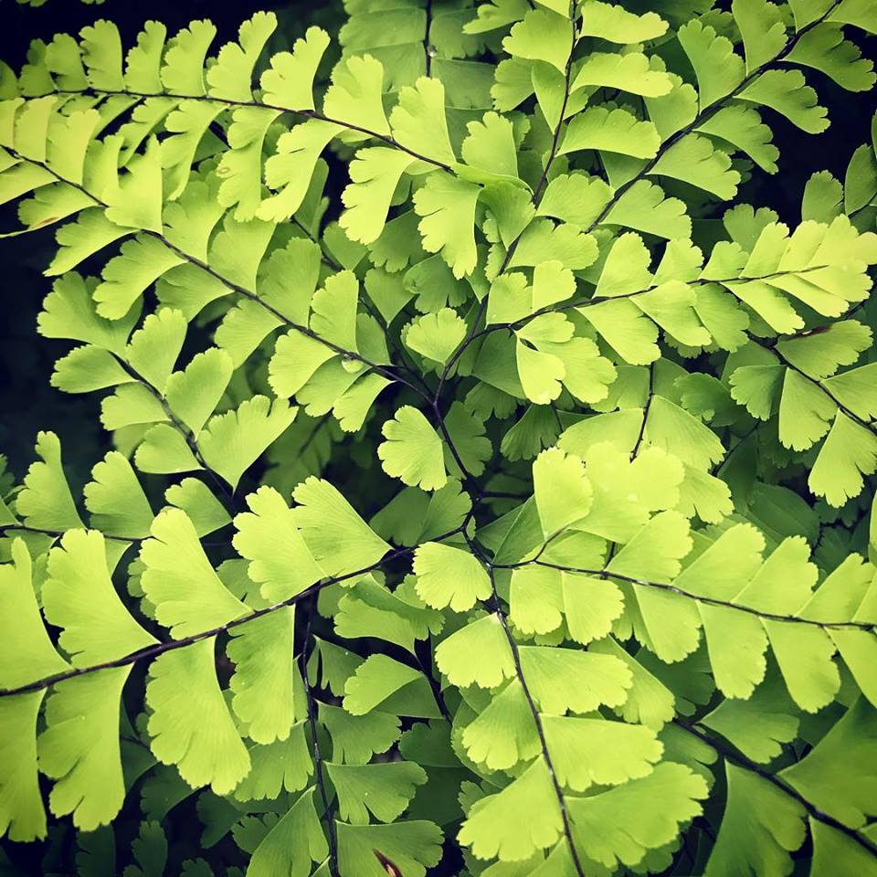 Northern Maidenhair Fern