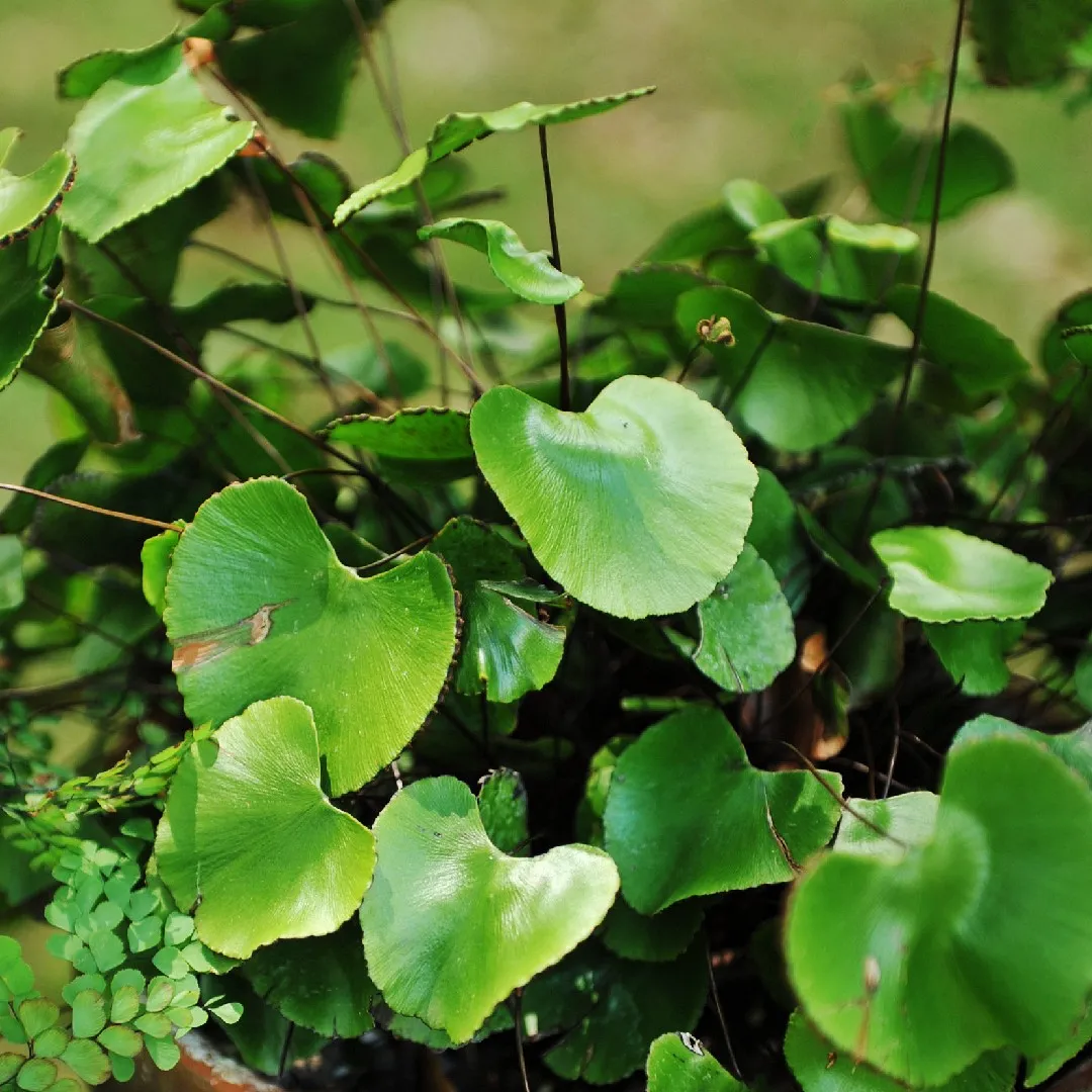 Kidney Fern