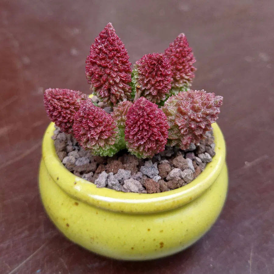 Crinkle Leaf Plant
