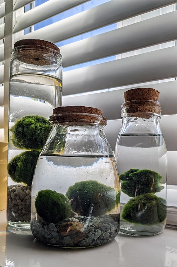 Marimo Moss Ball