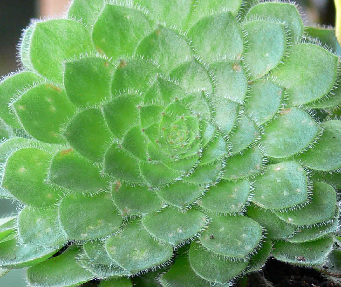 Dinner Plate Aeonium