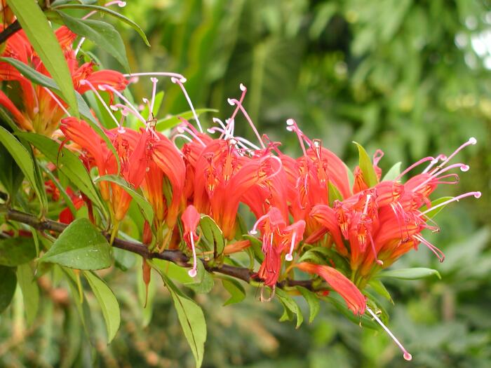 Lipstick Plant