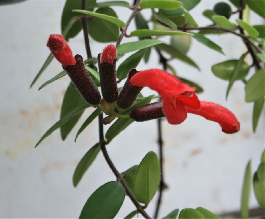 Lipstick Plant
