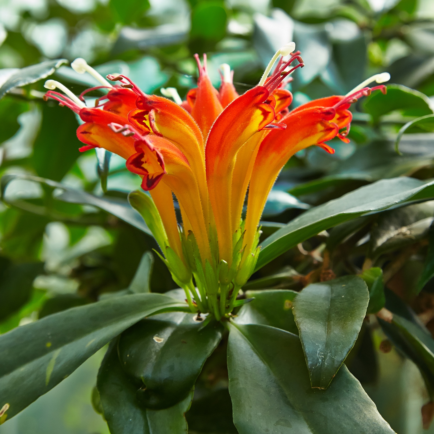 Basket Plant