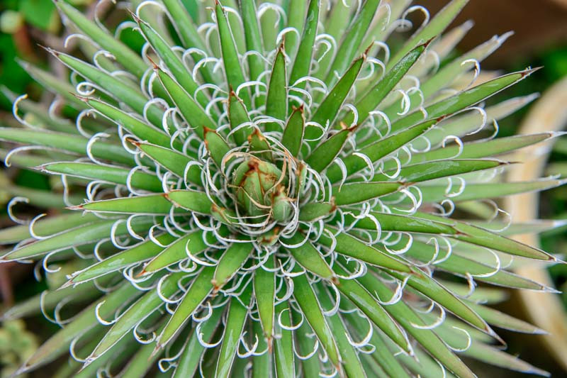 Thread Agave