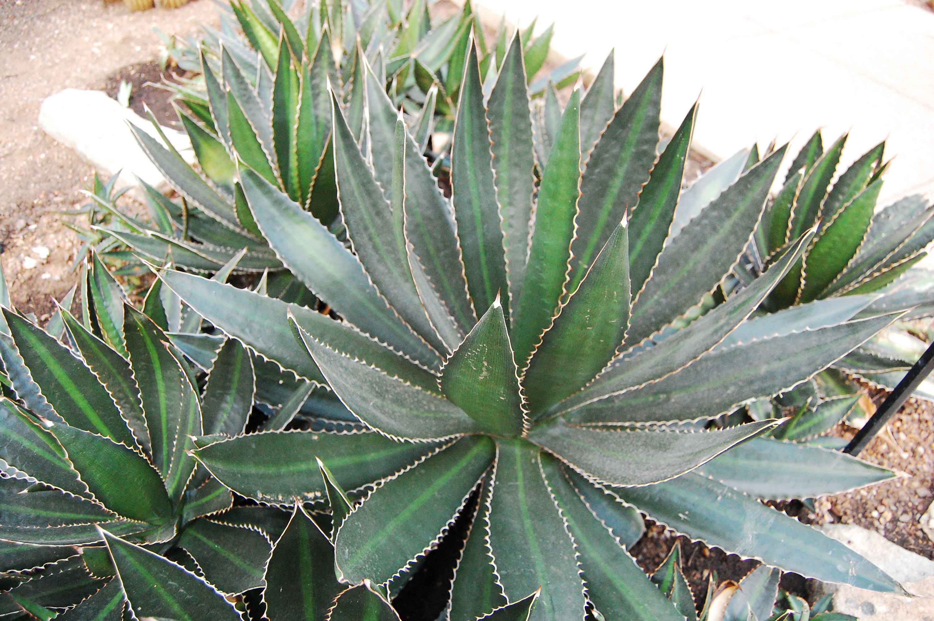 Thorncrest Century Plant