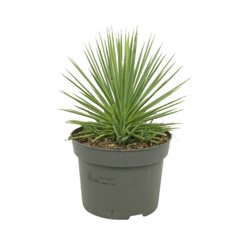Agave stricta