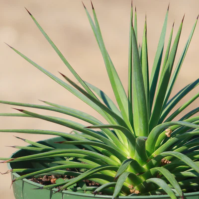 Hedgehog Agave