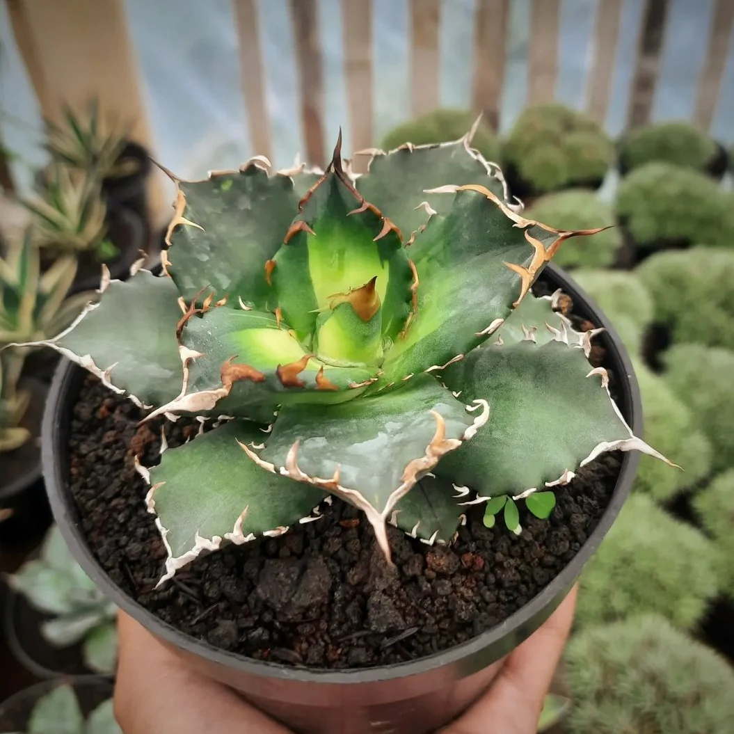 Century Plant