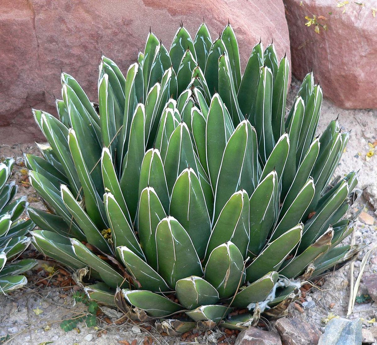 Agave victoriae reginae
