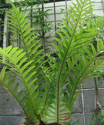 Snake Leaf Fern