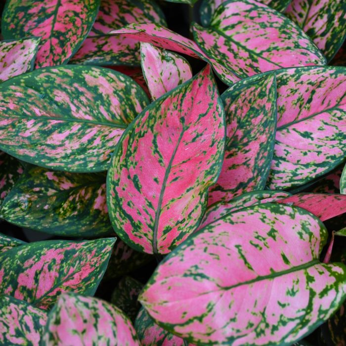 Lady Valentine Aglaonema (Chinese Evergreen)