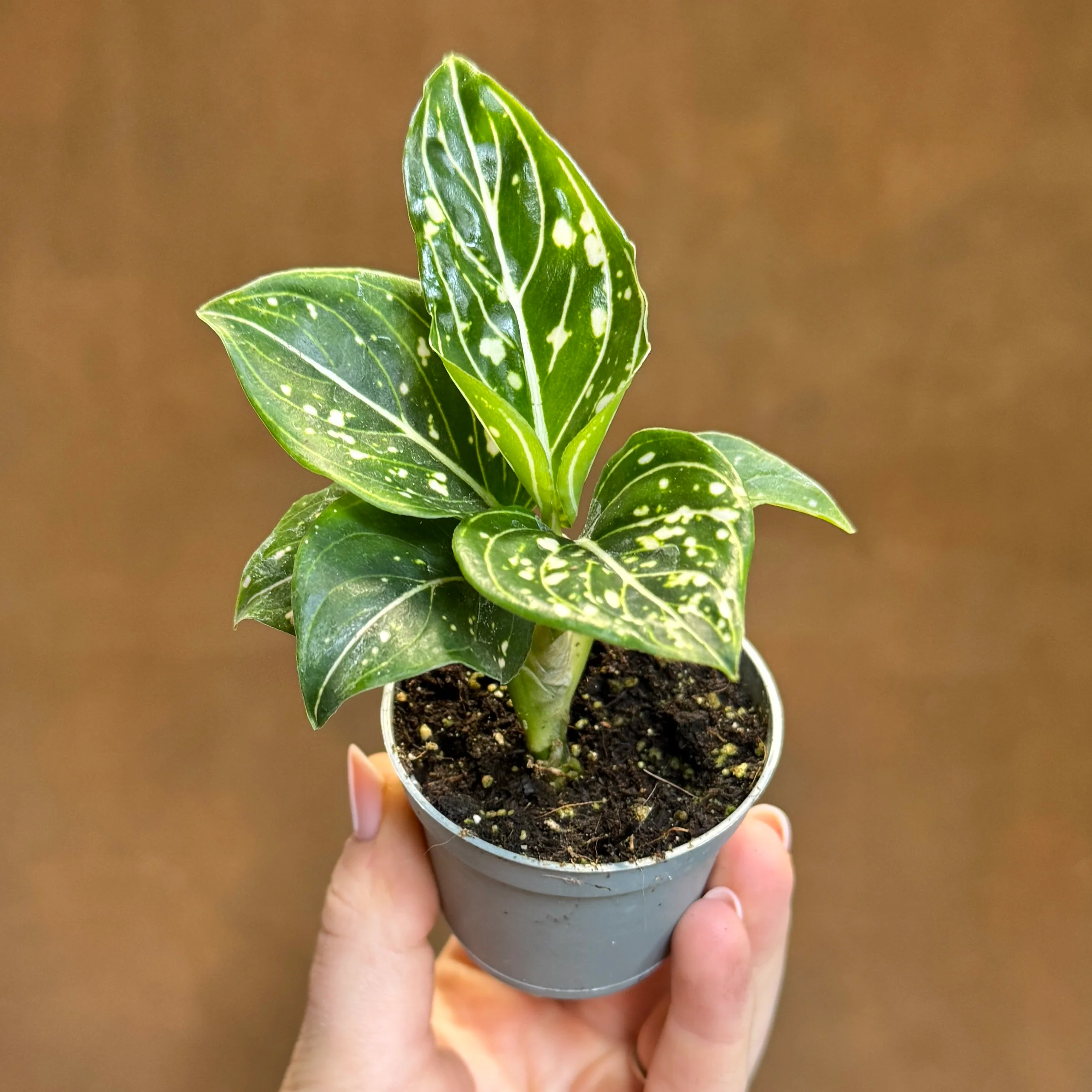 Aglaonema commutatum 'Tom Pride' (Chinese Evergreen)