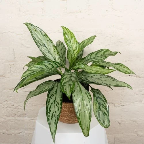 Aglaonema commutatum (Chinese Evergreen)
