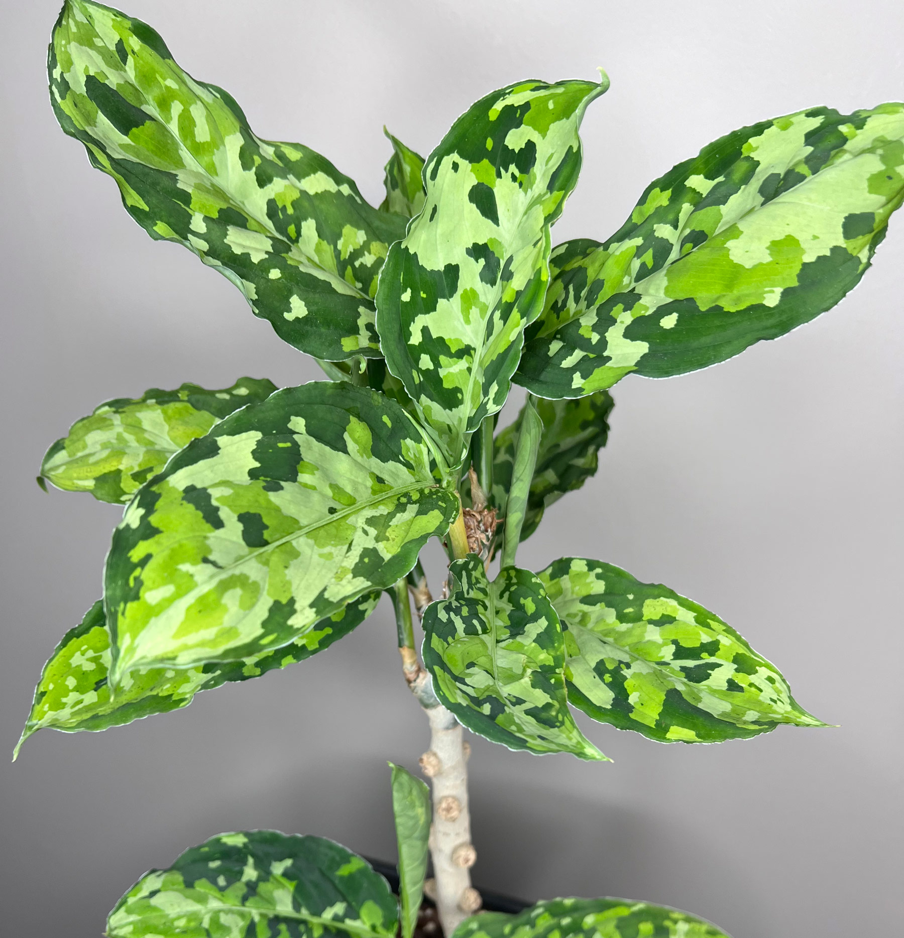 Tricolor Chinese Evergreen