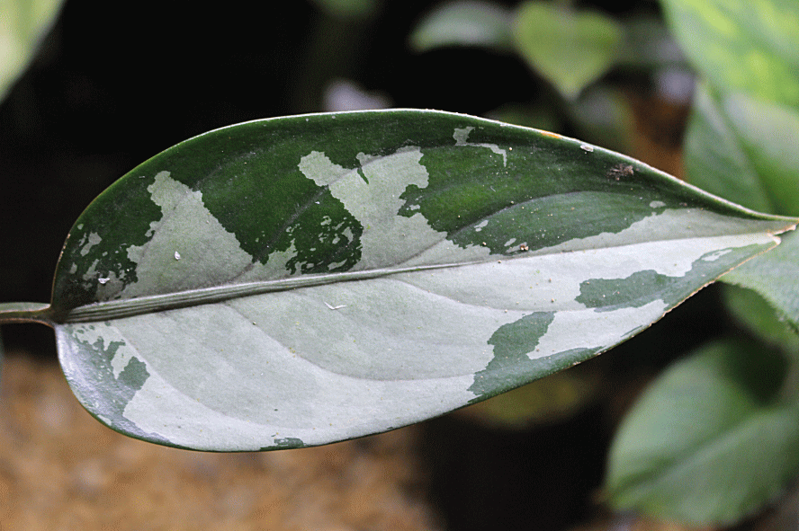 Aglaonema pumilum