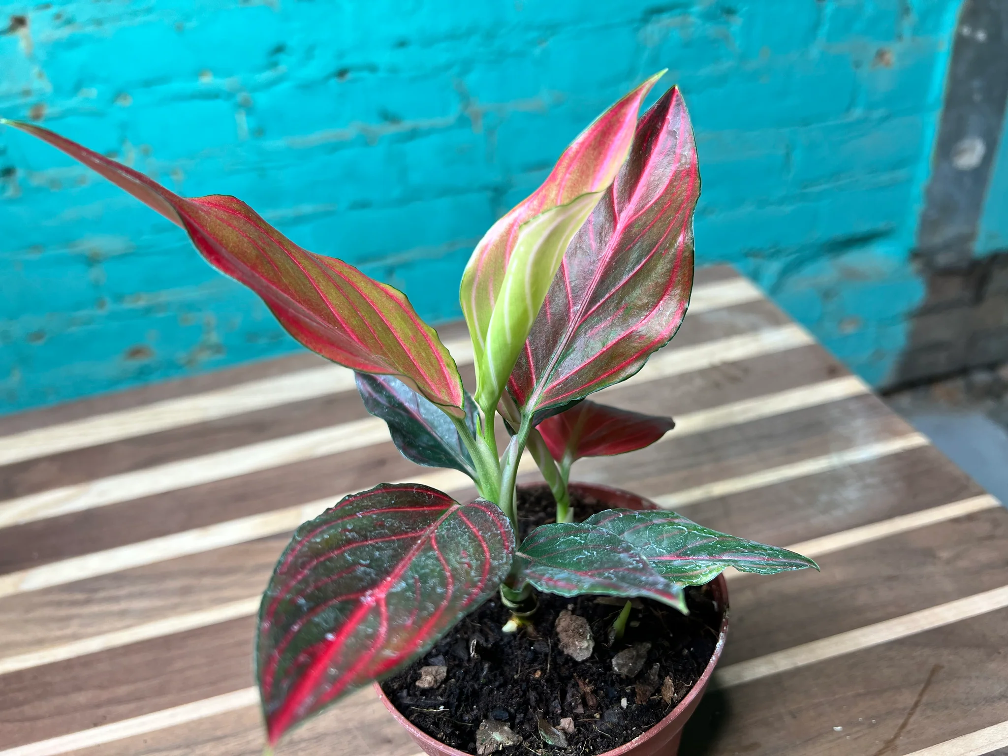 Aglaonema Rotunda-Red tiger Variegated