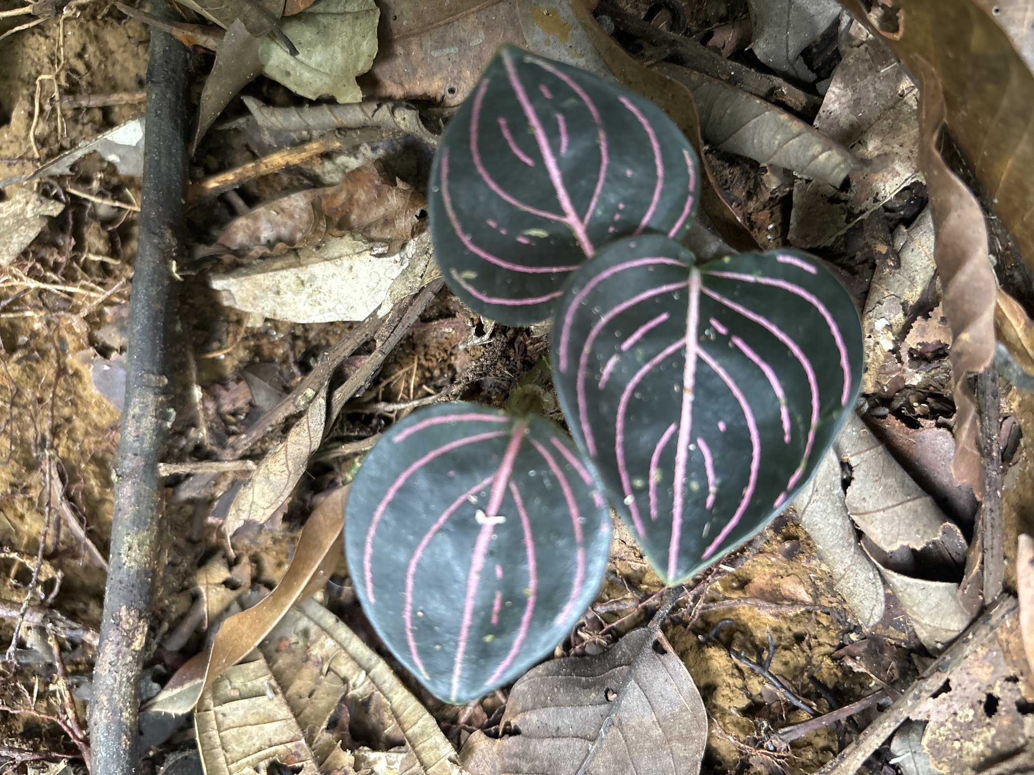 Red Vein Aglaonema