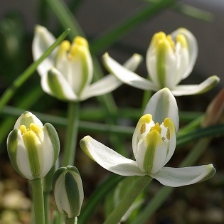 Dwarf Albuca