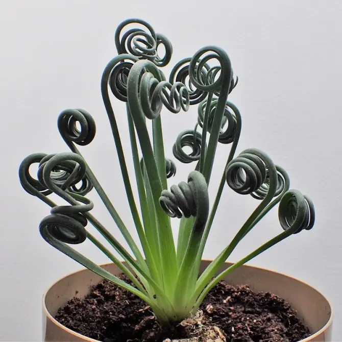 Corkscrew Albuca