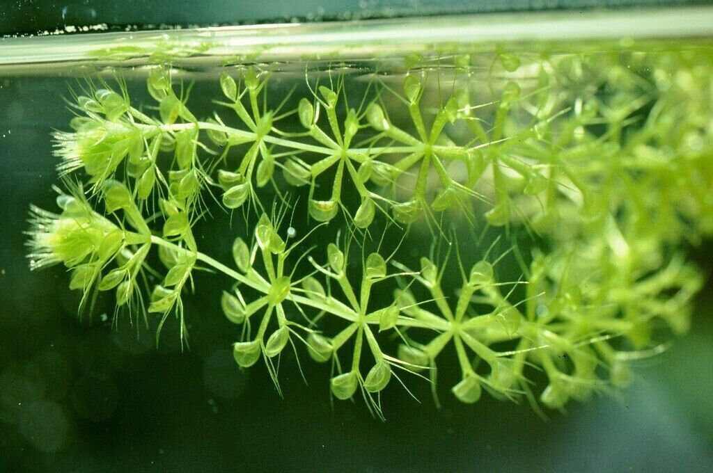 Waterwheel Plant