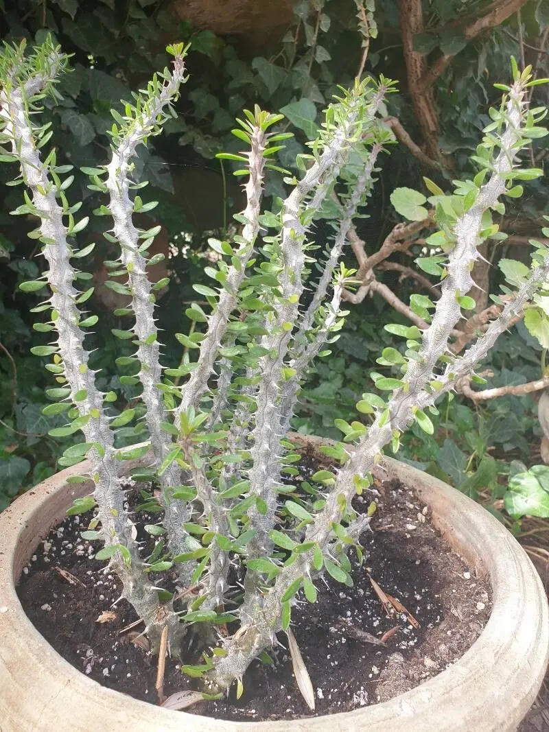 Madagascar Ocotillo
