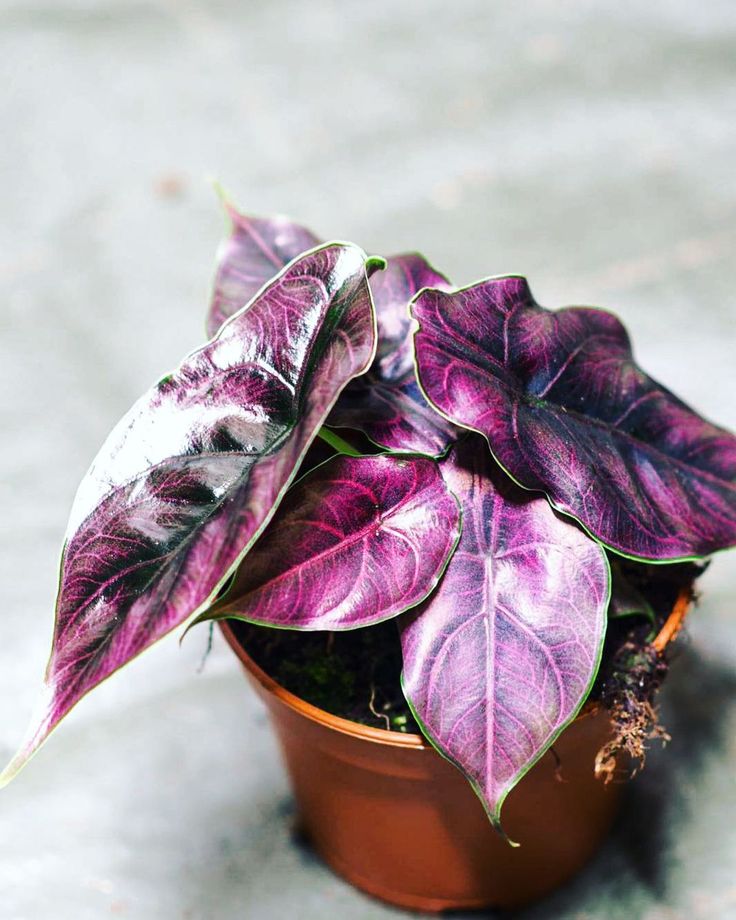 Jewel Alocasia