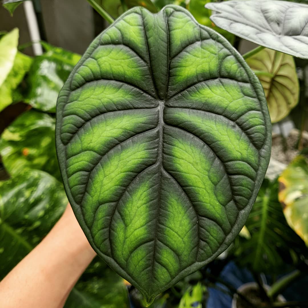 Alocasia 'Dragon Scale'