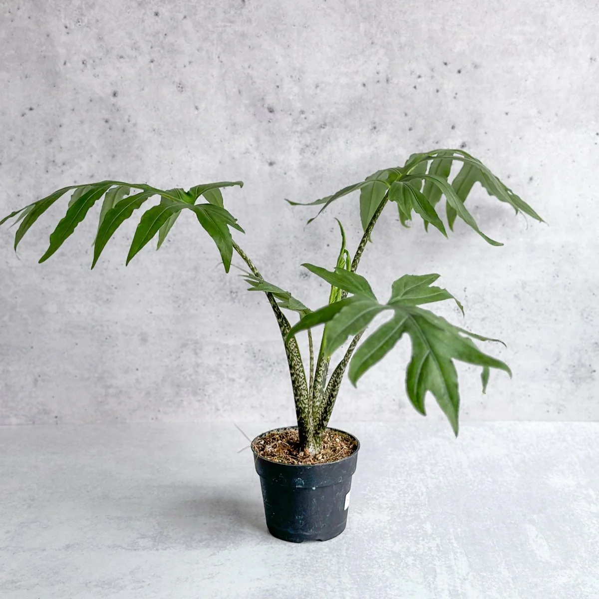 Pink Passion Alocasia