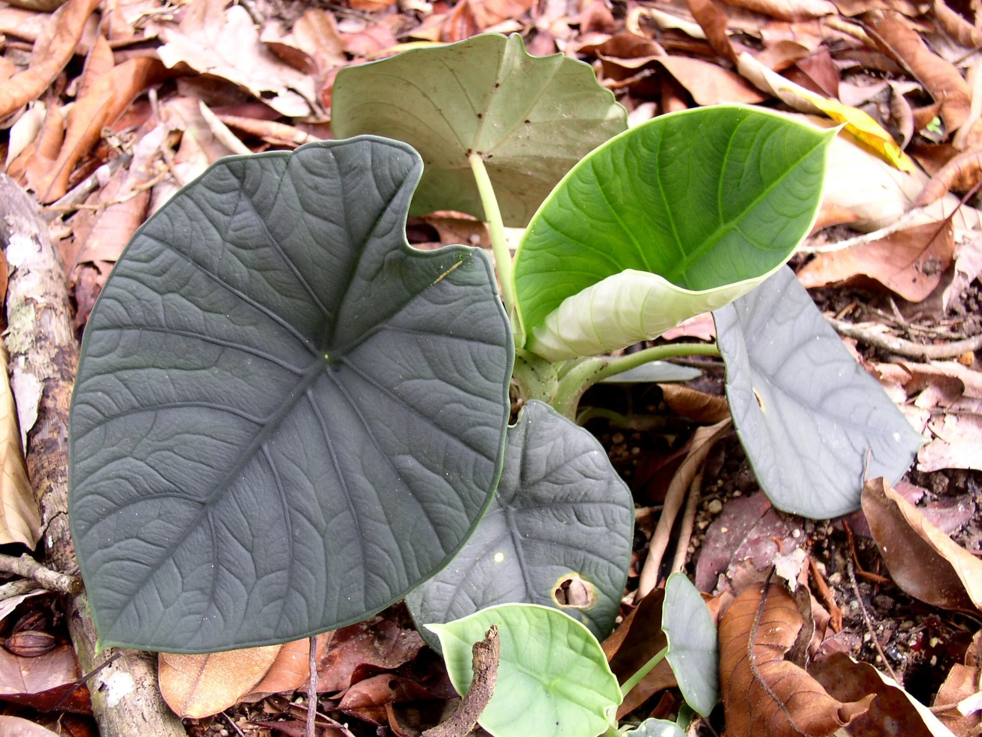 Alocasia chaii