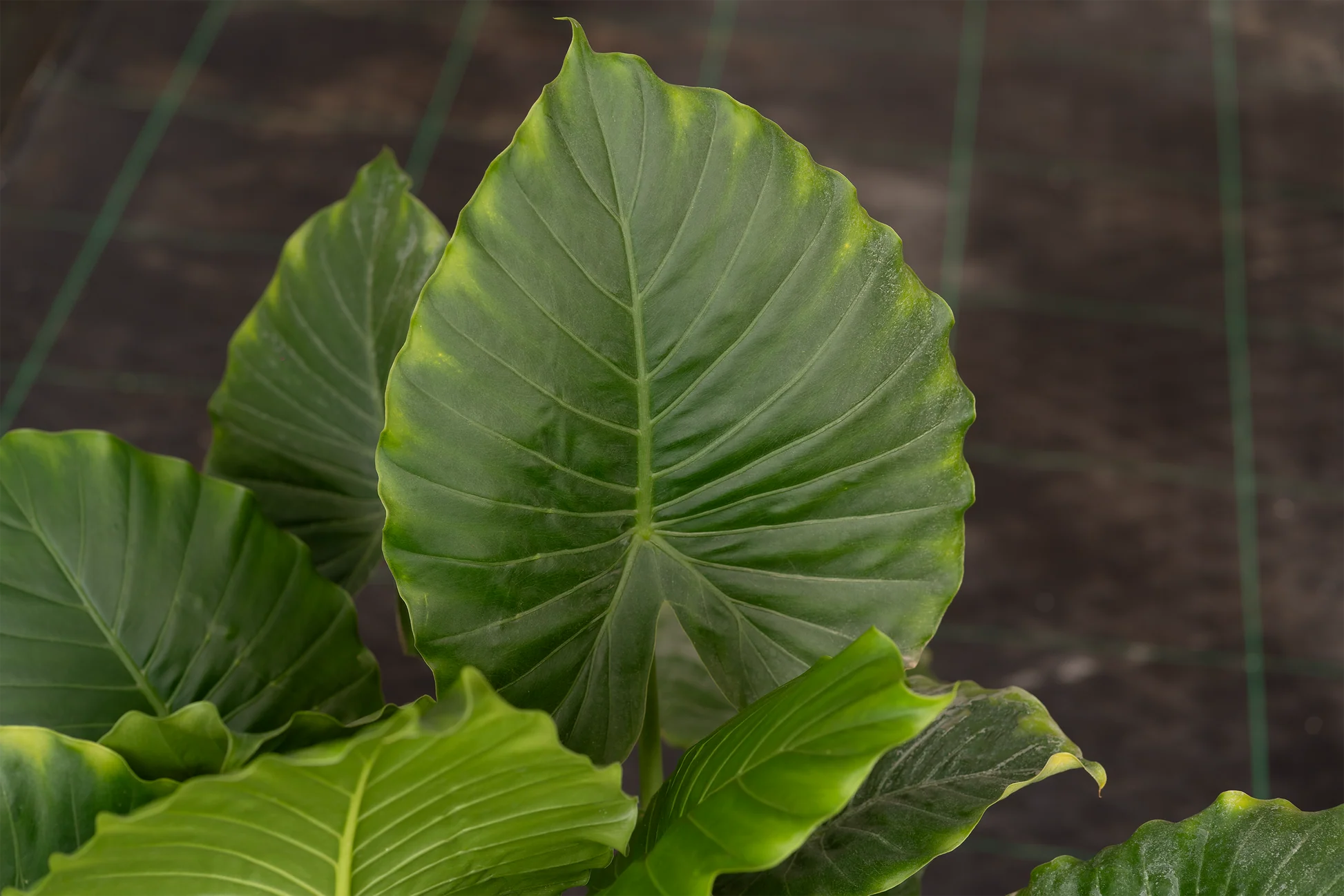 California Alocasia