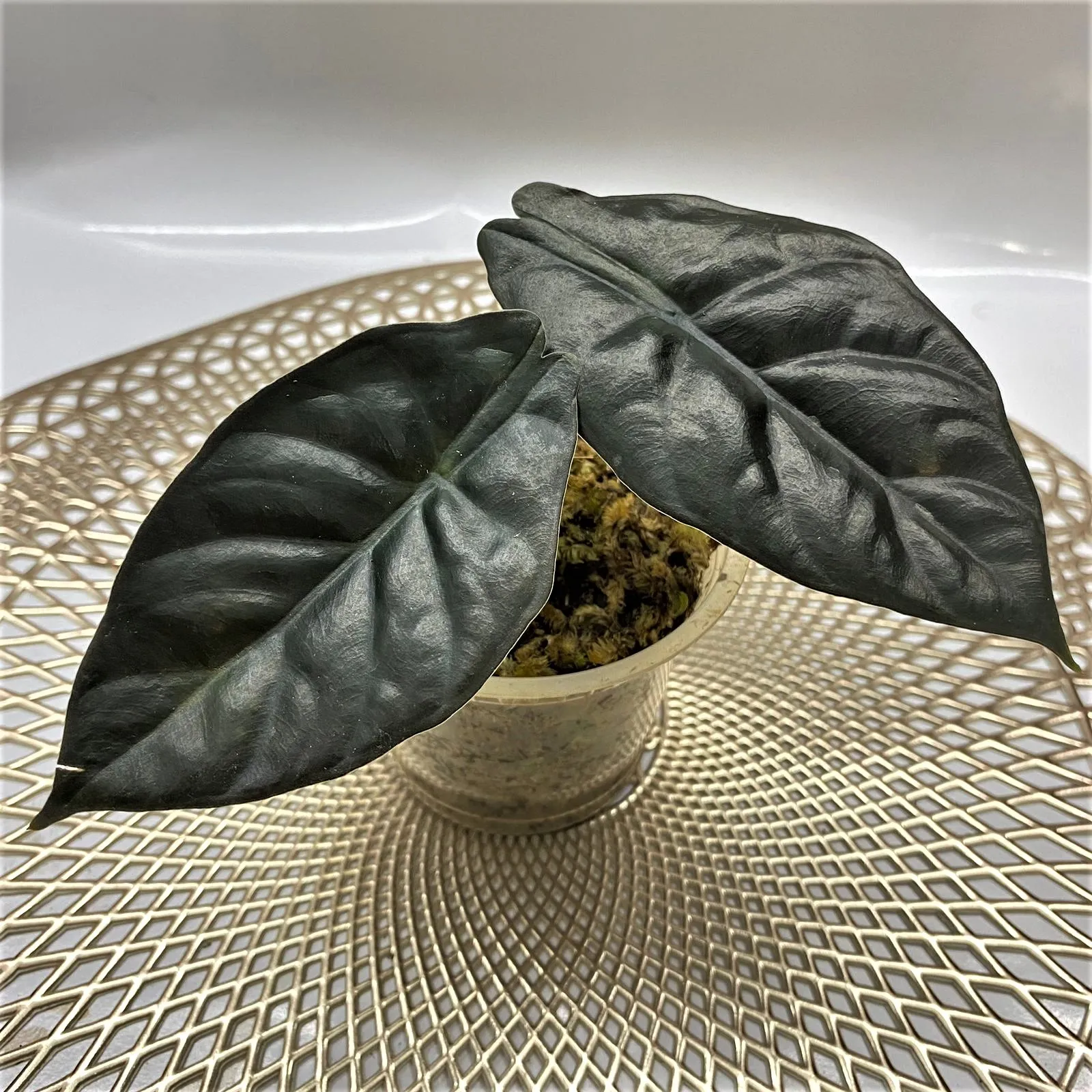 Black Magic Alocasia
