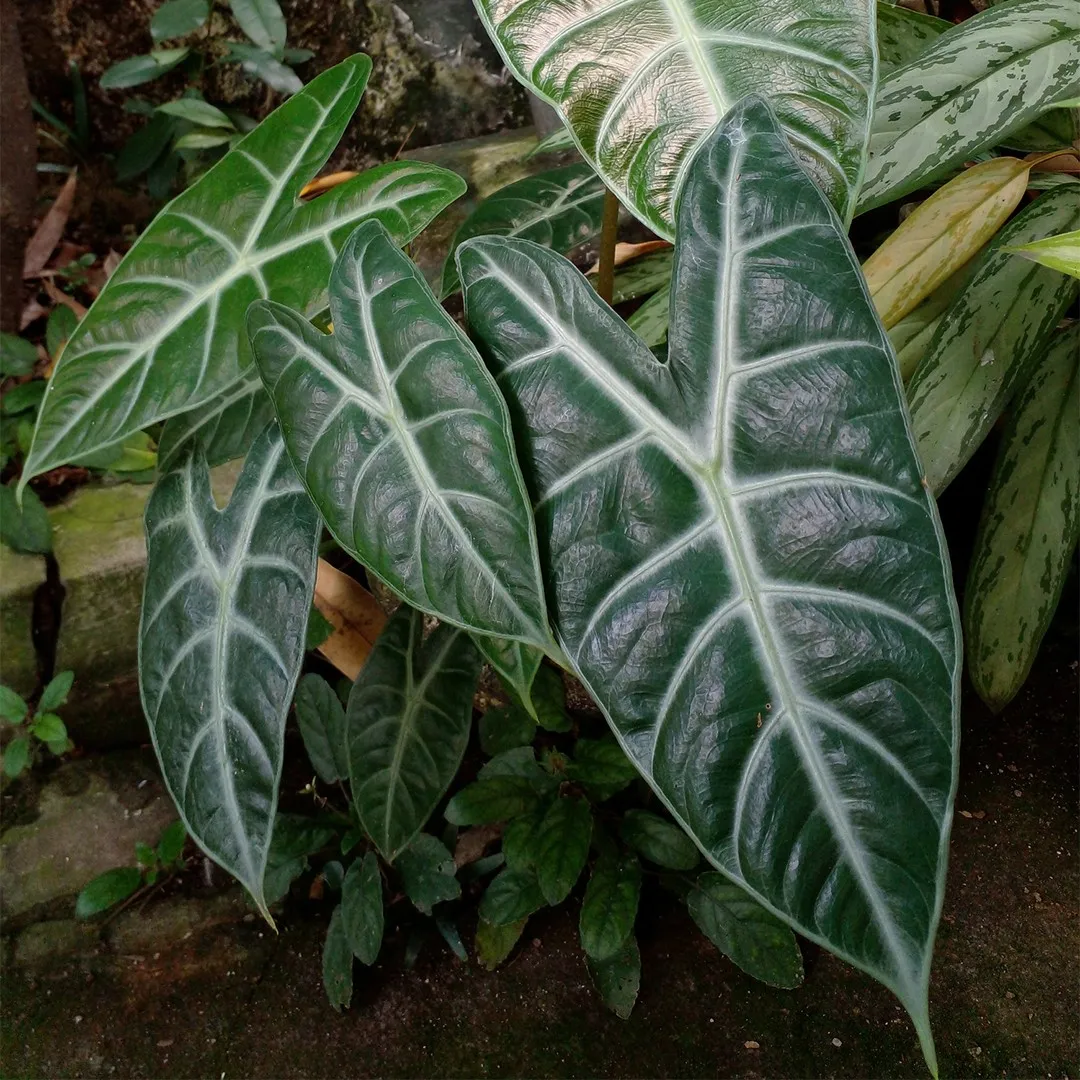 Long-Lobed Alocasia