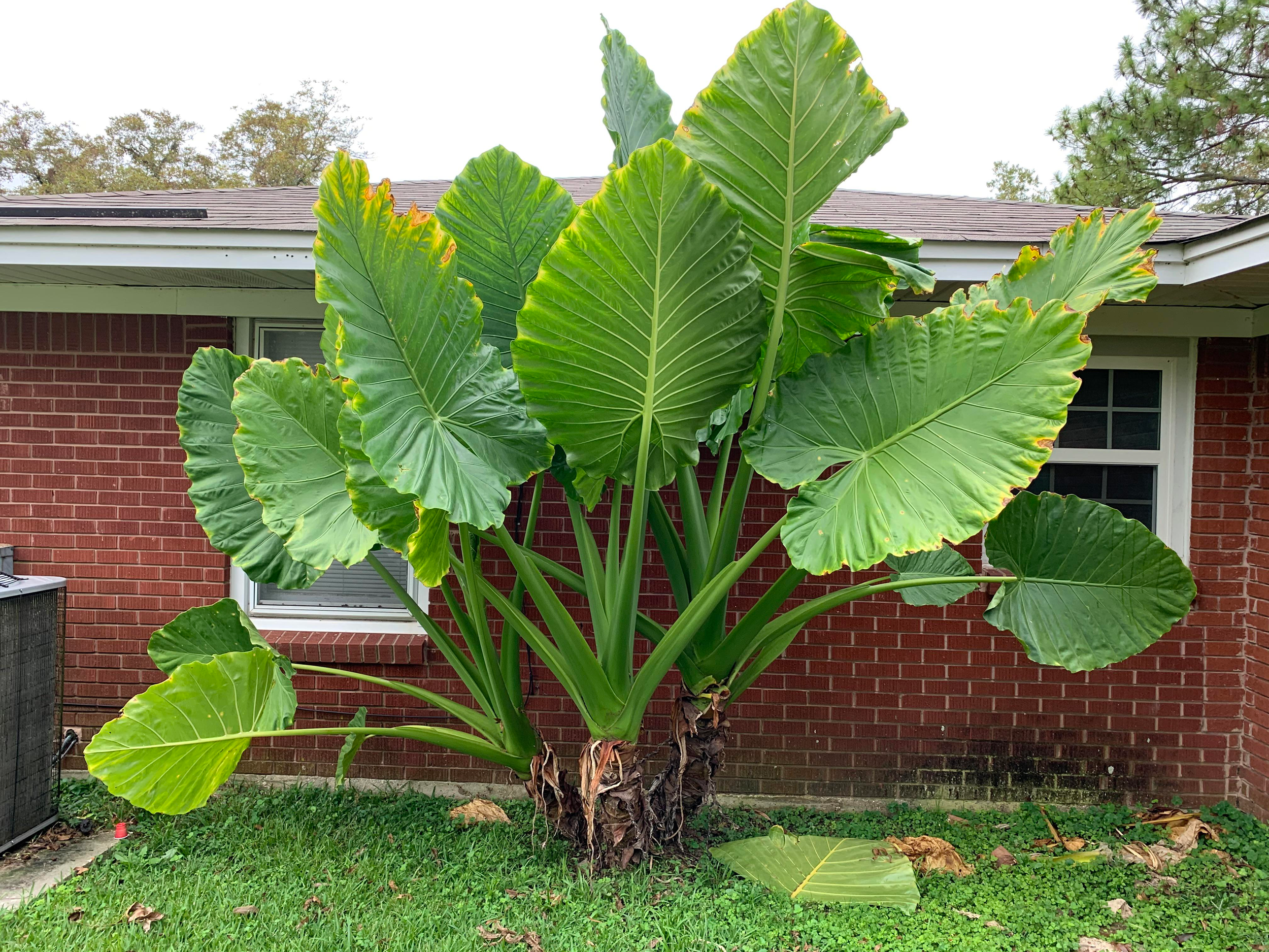 Giant Taro