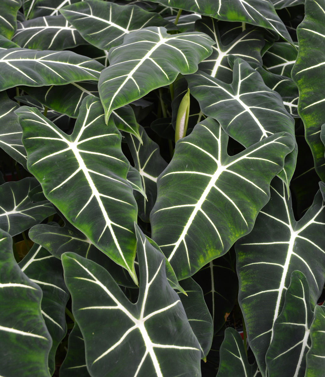 Green Velvet Alocasia