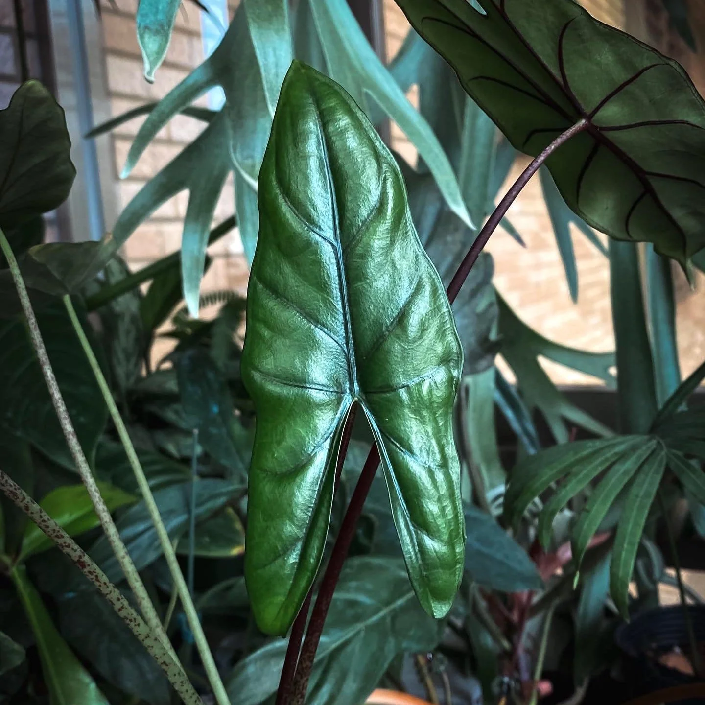 Purple Cloak Alocasia