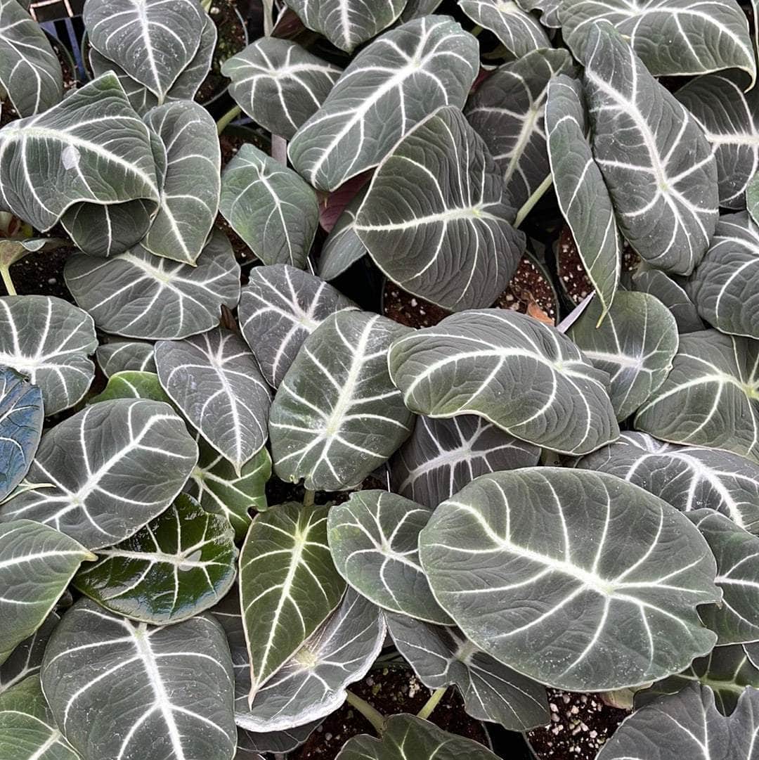 Black Velvet Alocasia