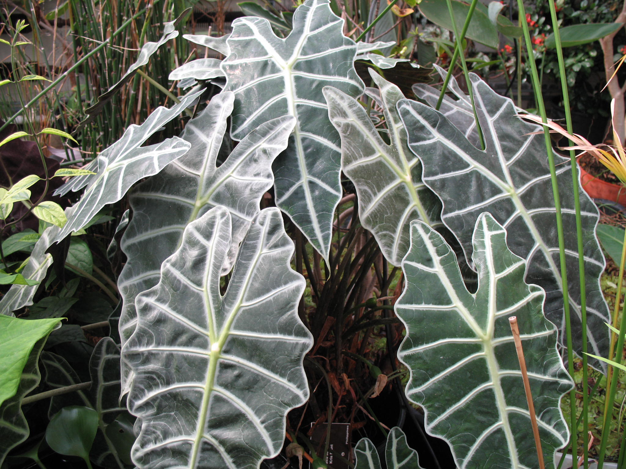 Kris Plant
